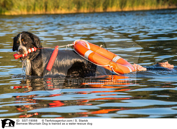 Berner Sennenhund wird ausgebildet zum Wasserrettungshund / Bernese Mountain Dog is trained as a water rescue dog / SST-19068