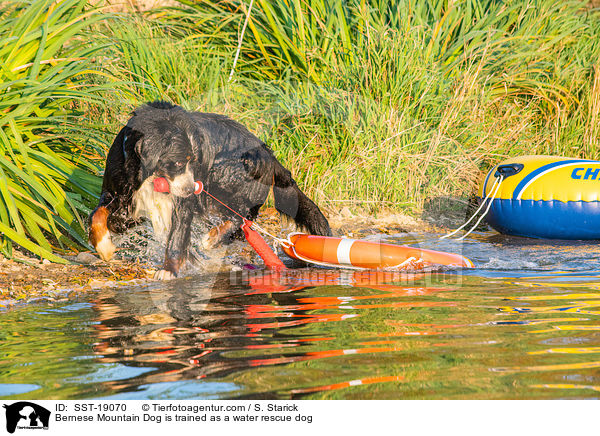 Berner Sennenhund wird ausgebildet zum Wasserrettungshund / Bernese Mountain Dog is trained as a water rescue dog / SST-19070