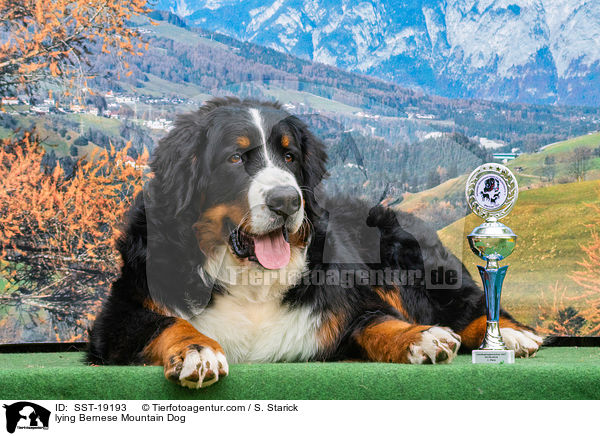 liegender Berner Sennenhund / lying Bernese Mountain Dog / SST-19193