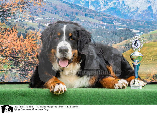 liegender Berner Sennenhund / lying Bernese Mountain Dog / SST-19194