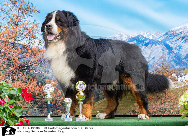 stehender Berner Sennenhund / standing Bernese Mountain Dog / SST-19196