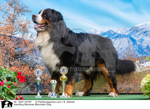 stehender Berner Sennenhund / standing Bernese Mountain Dog / SST-19197