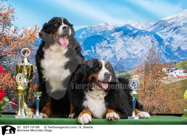 Berner Sennenhunde / Bernese Mountain Dogs / SST-19198