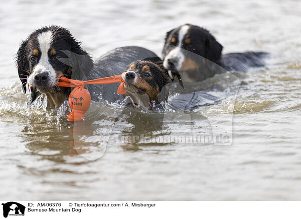 Berner Sennenhund / Bernese Mountain Dog / AM-06376