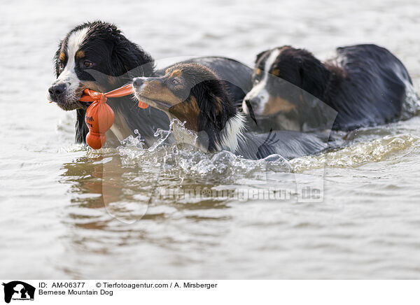 Berner Sennenhund / Bernese Mountain Dog / AM-06377