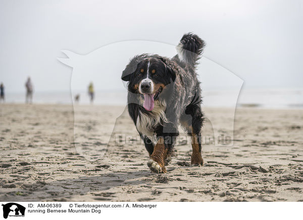 rennender Berner Sennenhund / running Bernese Mountain Dog / AM-06389