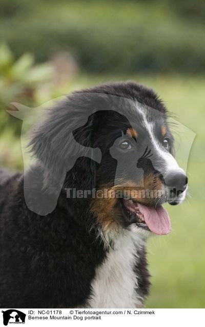 Berner Sennenhund Portrait / Bernese Mountain Dog portrait / NC-01178