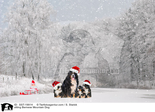 sitzende Berner Sennenhunde / sitting Bernese Mountain Dog / SST-19914