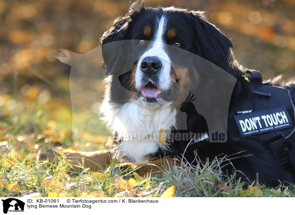 liegender Berner Sennenhund / lying Bernese Mountain Dog / KB-01061