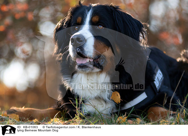 liegender Berner Sennenhund / lying Bernese Mountain Dog / KB-01063