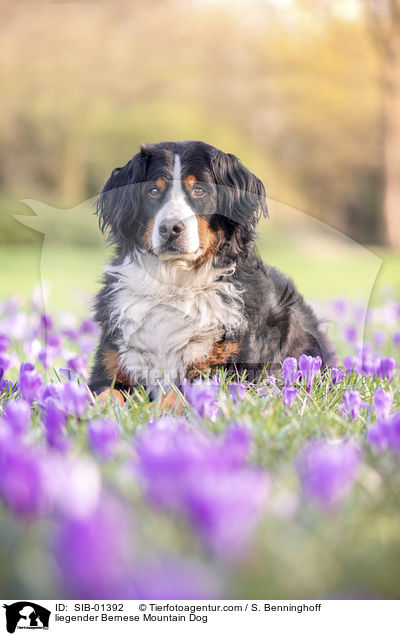 liegender Berner Sennenhund / liegender Bernese Mountain Dog / SIB-01392