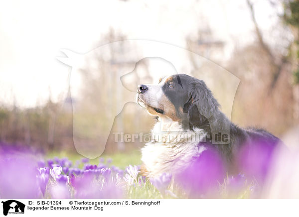 liegender Berner Sennenhund / liegender Bernese Mountain Dog / SIB-01394