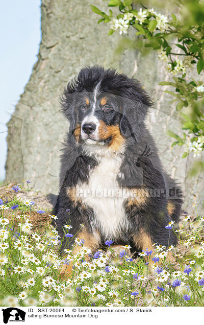 sitzender Berner Sennenhund / sitting Bernese Mountain Dog / SST-20064