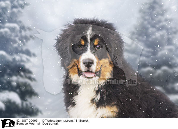 Berner Sennenhund Portrait / Bernese Mountain Dog portrait / SST-20065