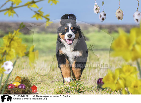 rennender Berner Sennenhund / running Bernese Mountain Dog / SST-20071