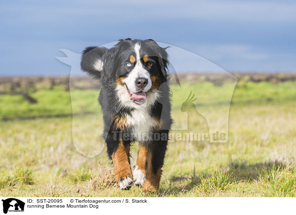 rennender Berner Sennenhund / running Bernese Mountain Dog / SST-20095