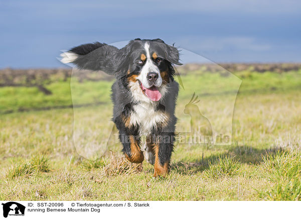 rennender Berner Sennenhund / running Bernese Mountain Dog / SST-20096