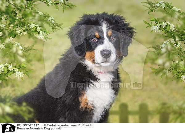 Berner Sennenhund Portrait / Bernese Mountain Dog portrait / SST-20117