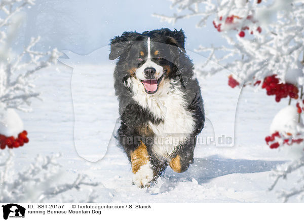 rennender Berner Sennenhund / running Bernese Mountain Dog / SST-20157