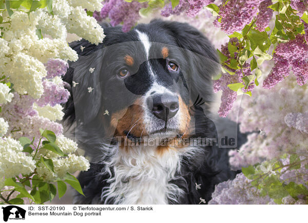 Berner Sennenhund Portrait / Bernese Mountain Dog portrait / SST-20190