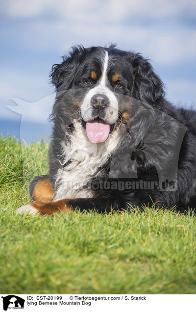 liegender Berner Sennenhund / lying Bernese Mountain Dog / SST-20199