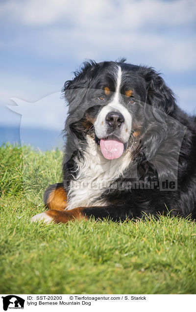 liegender Berner Sennenhund / lying Bernese Mountain Dog / SST-20200