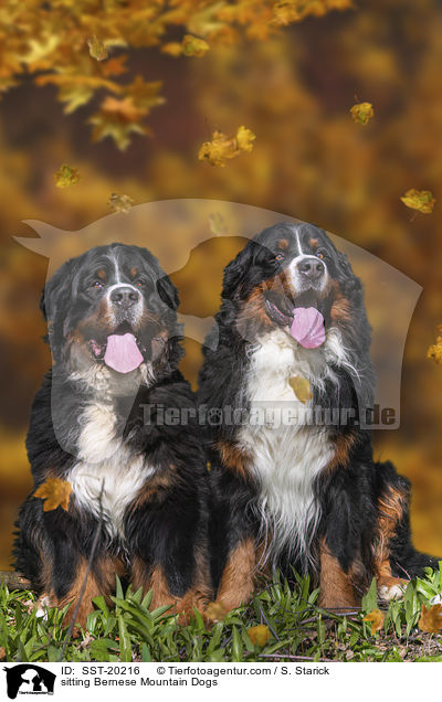 sitzende Berner Sennenhunde / sitting Bernese Mountain Dogs / SST-20216