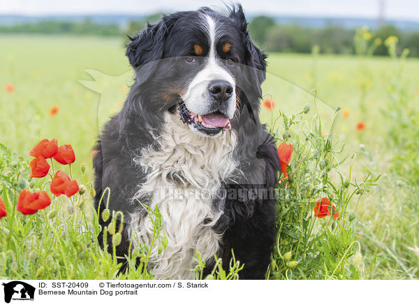 Berner Sennenhund Portrait / Bernese Mountain Dog portrait / SST-20409
