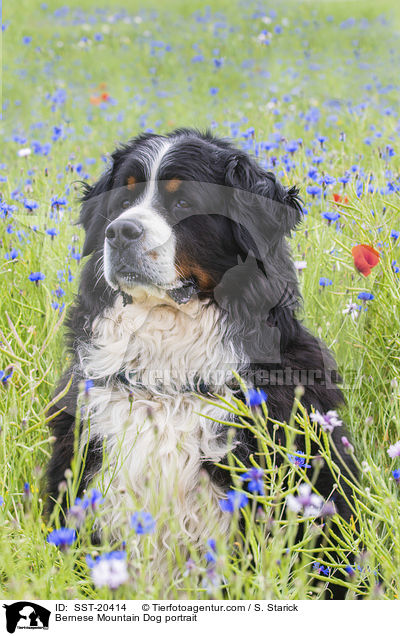 Berner Sennenhund Portrait / Bernese Mountain Dog portrait / SST-20414