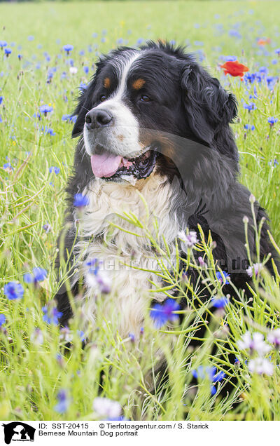 Berner Sennenhund Portrait / Bernese Mountain Dog portrait / SST-20415
