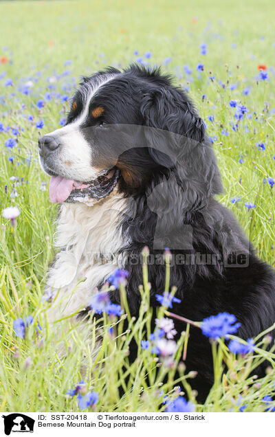 Berner Sennenhund Portrait / Bernese Mountain Dog portrait / SST-20418