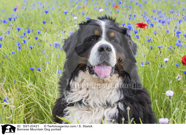Berner Sennenhund Portrait / Bernese Mountain Dog portrait / SST-20421