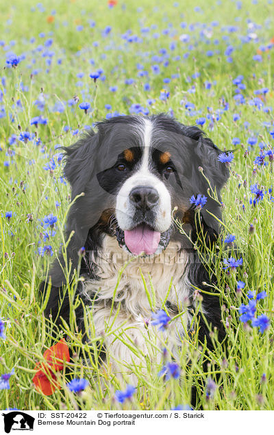 Berner Sennenhund Portrait / Bernese Mountain Dog portrait / SST-20422