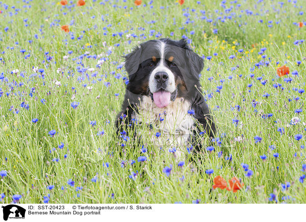 Berner Sennenhund Portrait / Bernese Mountain Dog portrait / SST-20423