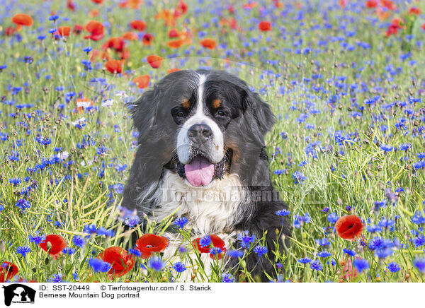 Berner Sennenhund Portrait / Bernese Mountain Dog portrait / SST-20449
