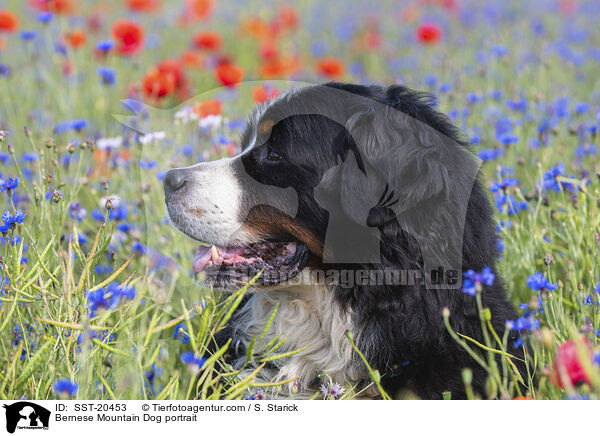 Berner Sennenhund Portrait / Bernese Mountain Dog portrait / SST-20453