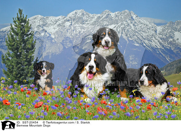 Berner Sennenhunde / Bernese Mountain Dogs / SST-20454