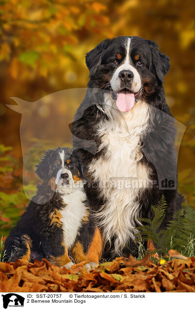 2 Berner Sennenhunde / 2 Bernese Mountain Dogs / SST-20757