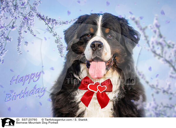 Berner Sennenhund Portrait / Bernese Mountain Dog Portrait / SST-20760