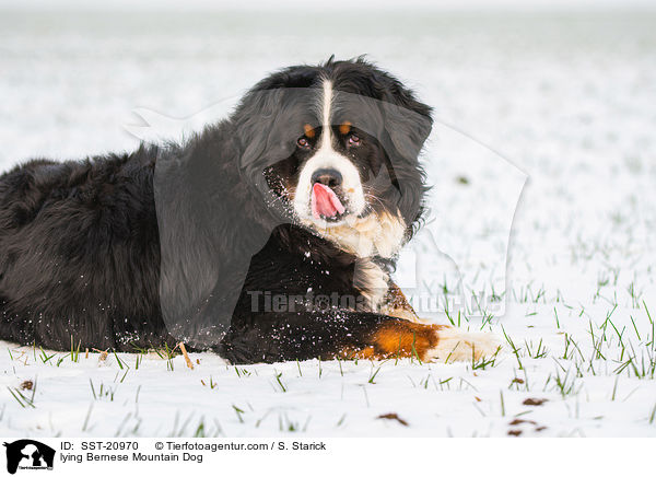 liegender Berner Sennenhund / lying Bernese Mountain Dog / SST-20970