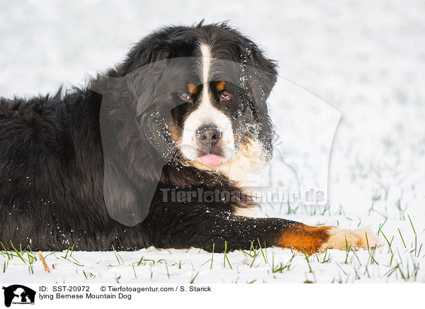 liegender Berner Sennenhund / lying Bernese Mountain Dog / SST-20972