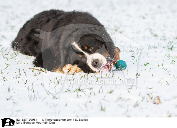 liegender Berner Sennenhund / lying Bernese Mountain Dog / SST-20981