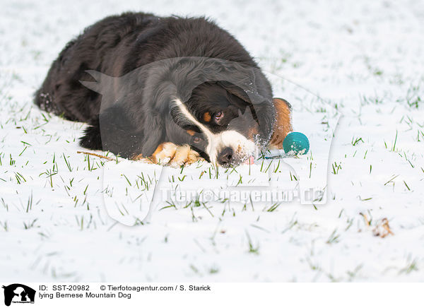 liegender Berner Sennenhund / lying Bernese Mountain Dog / SST-20982