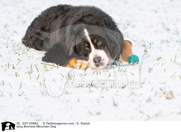 liegender Berner Sennenhund / lying Bernese Mountain Dog / SST-20983