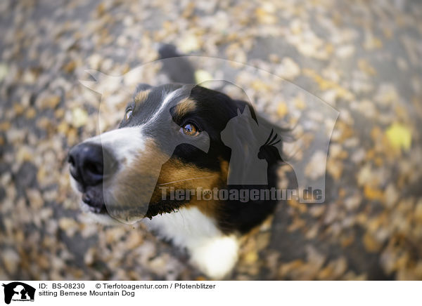 sitzender Berner Sennenhund / sitting Bernese Mountain Dog / BS-08230