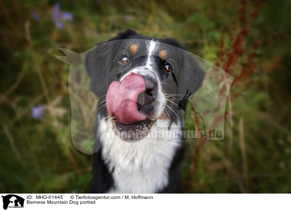 Berner Sennenhund Portrait / Bernese Mountain Dog portrait / MHO-01445