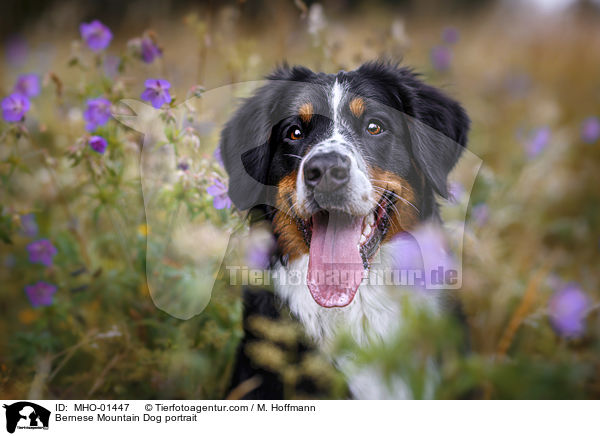 Berner Sennenhund Portrait / Bernese Mountain Dog portrait / MHO-01447