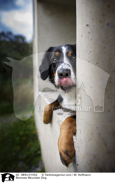 Berner Sennenhund / Bernese Mountain Dog / MHO-01452