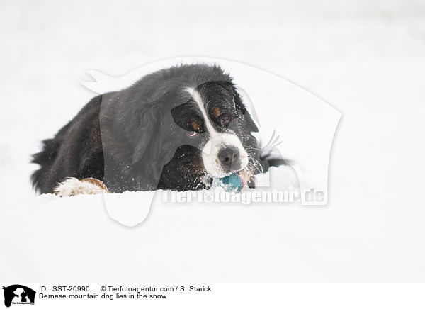 Berner Sennenhund liegt im Schnee / Bernese mountain dog lies in the snow / SST-20990