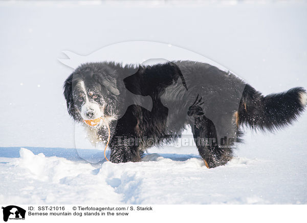 Berner Sennenhund steht im Schnee / Bernese mountain dog stands in the snow / SST-21016